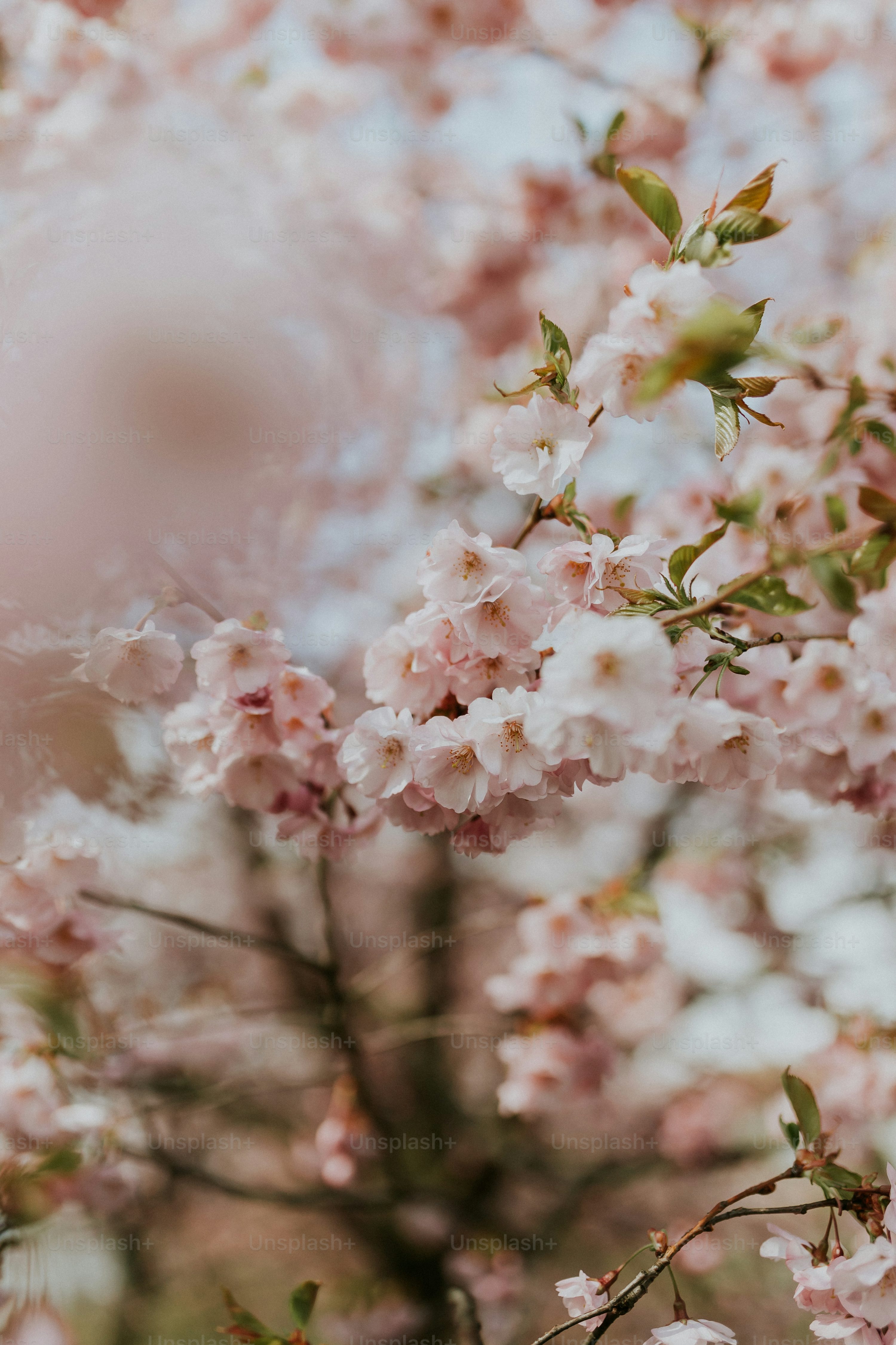 Soft Pink Picture. Download Free