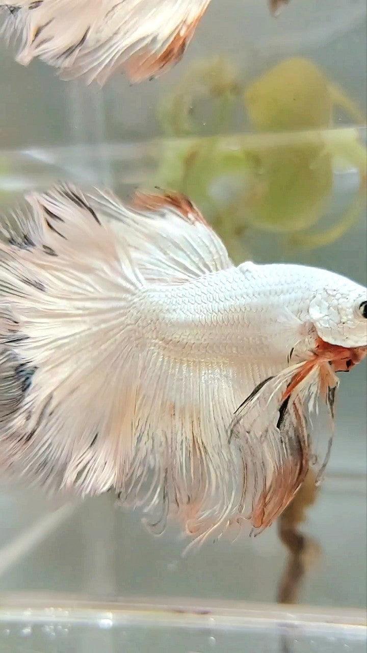 XL HALFMOON ROSETAIL WHITE ORANGE RIM