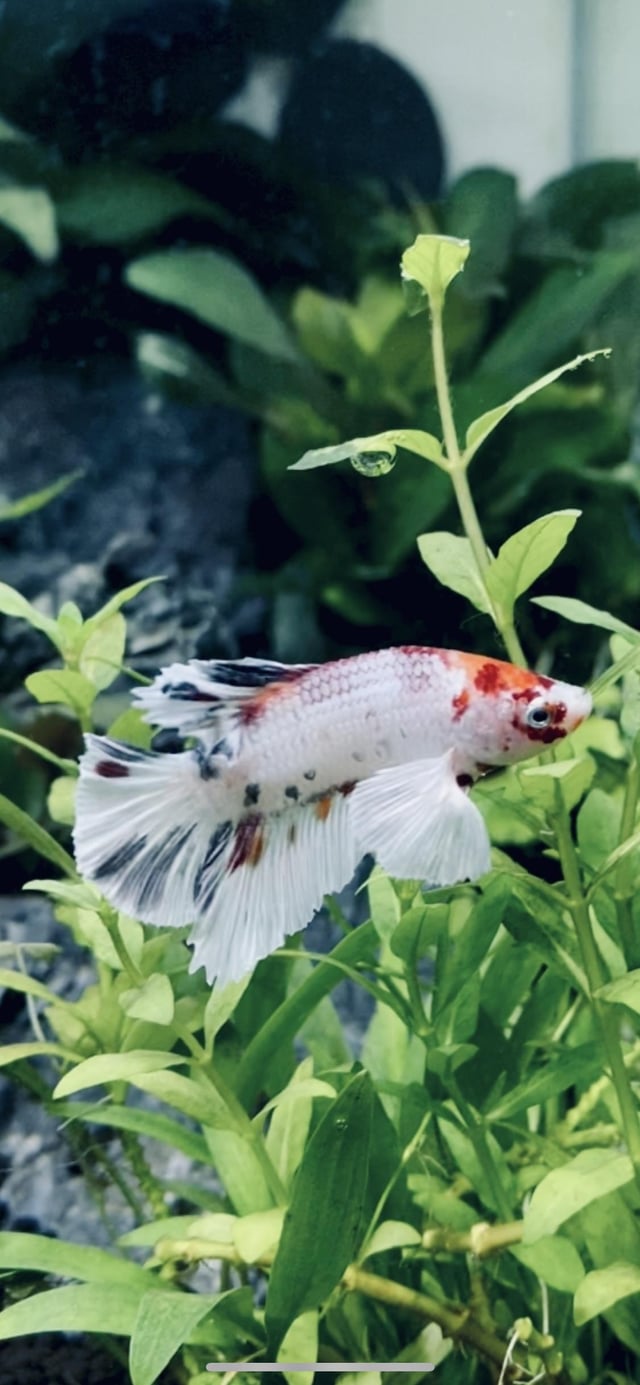 What kind of betta do I own ?
