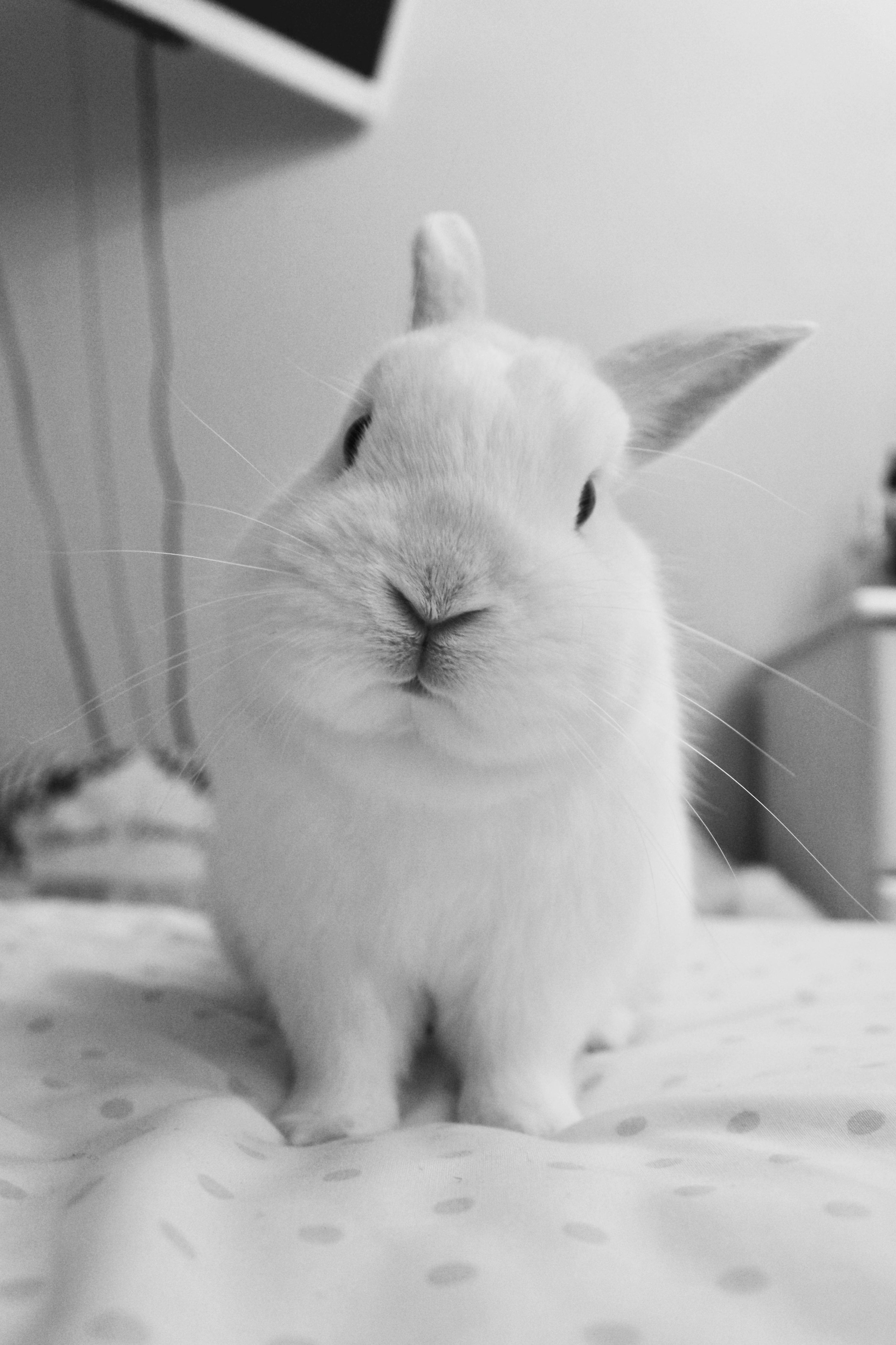 Cute Bunny Picture. Download Free