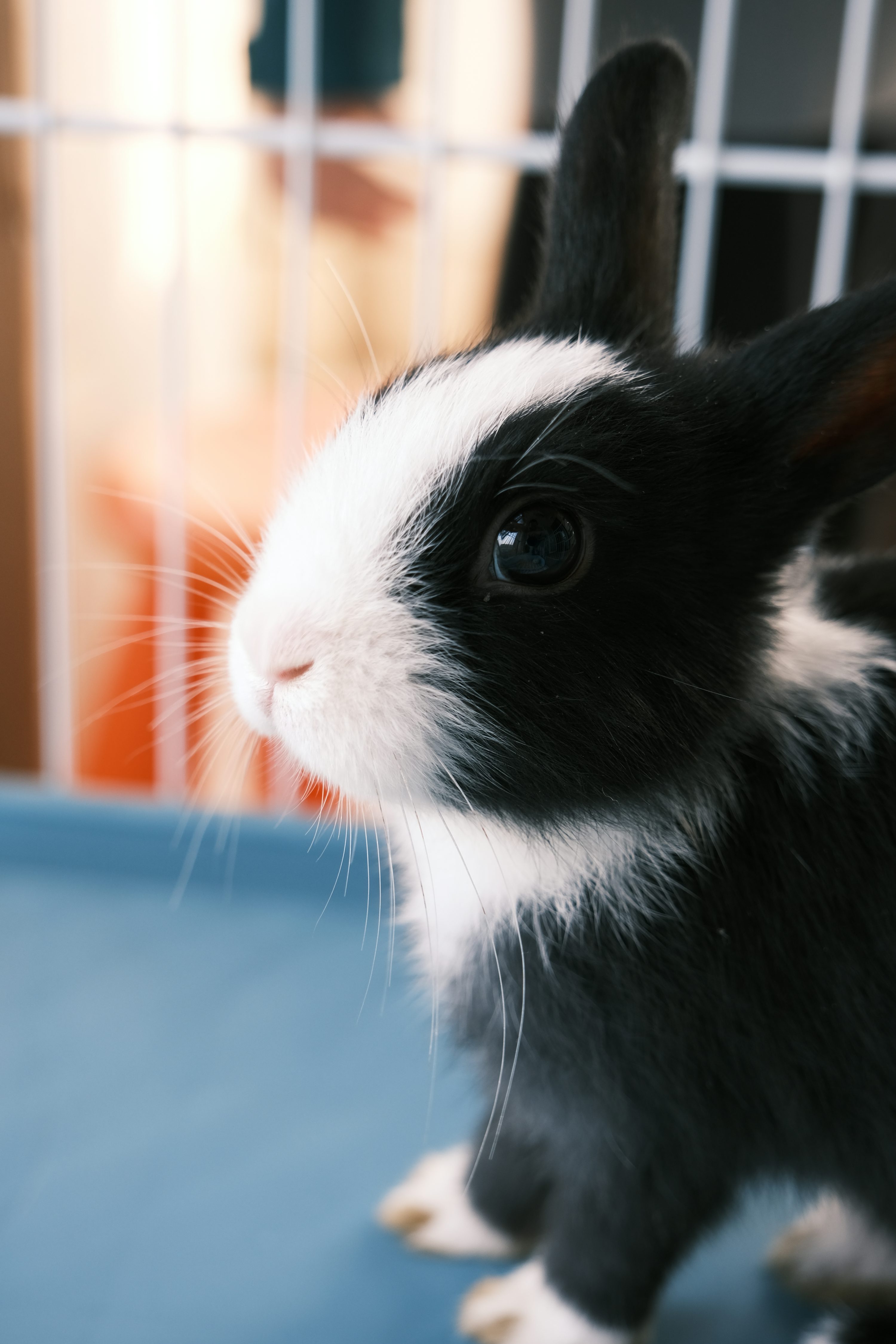 Black Rabbit Picture. Download Free