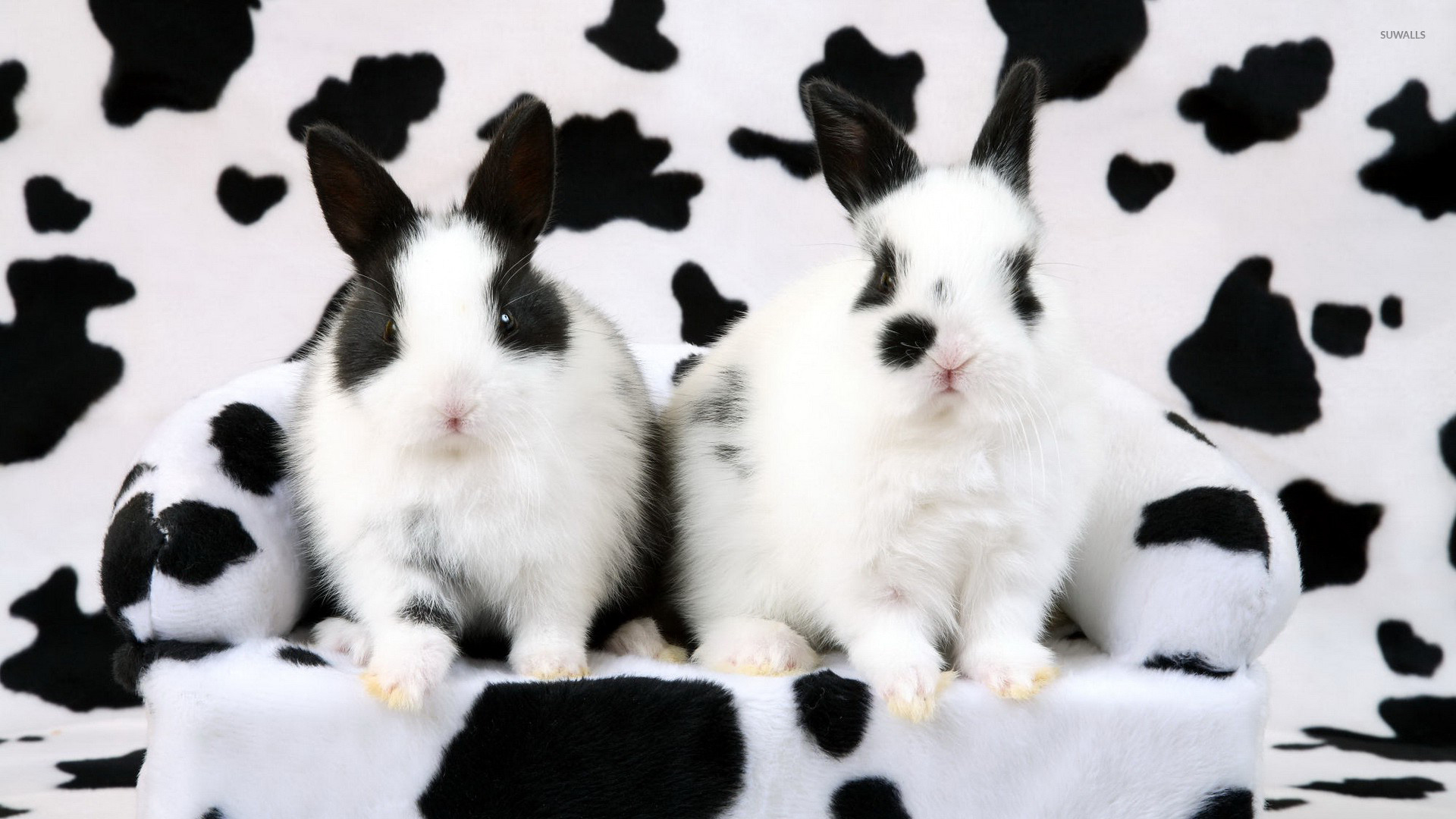 Black and white rabbits wallpaper