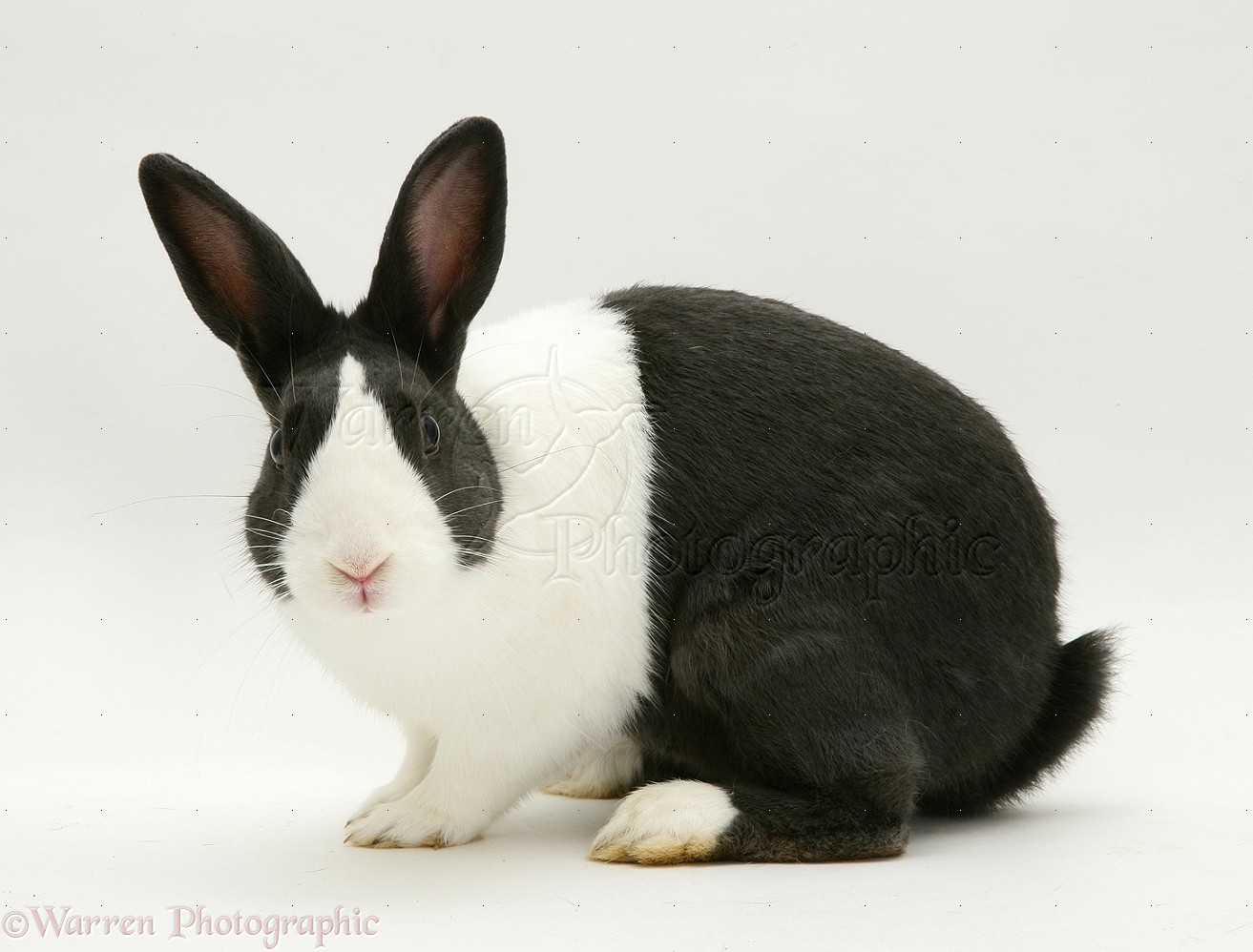 Black And White Rabbit Photo WP10441