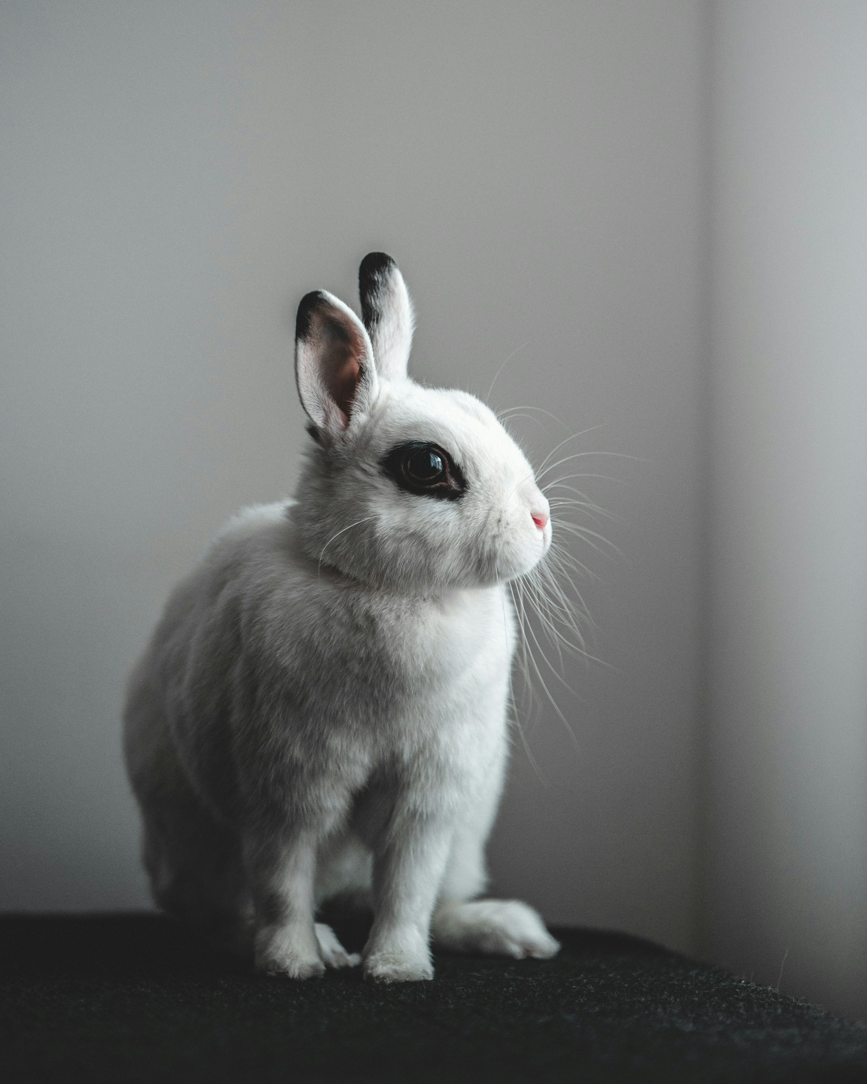 White and gray rabbit on black table