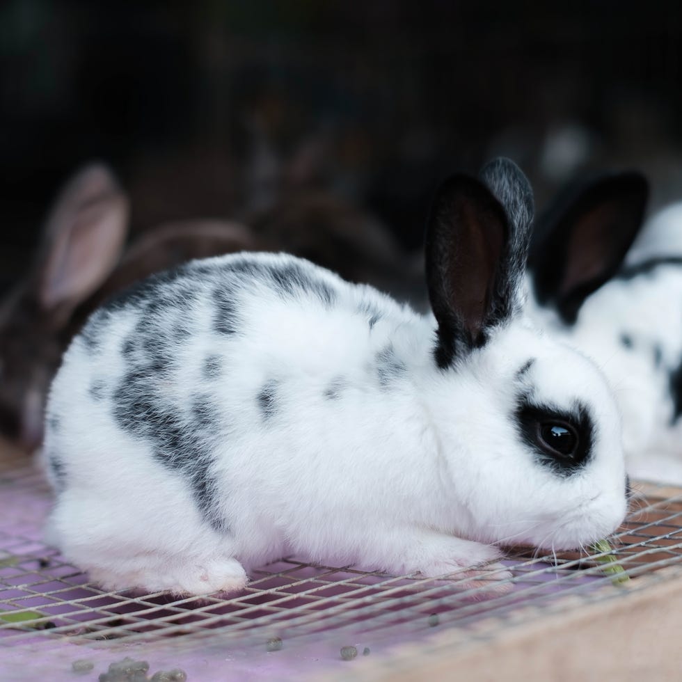 Cutest Bunny Breeds That Make Perfect Pets