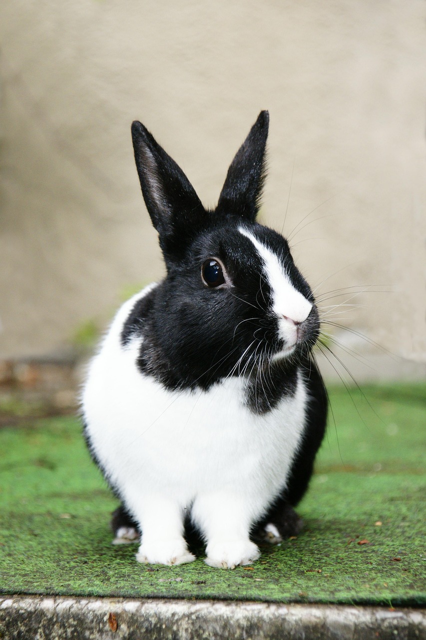Free Black White Rabbit & Rabbit Image