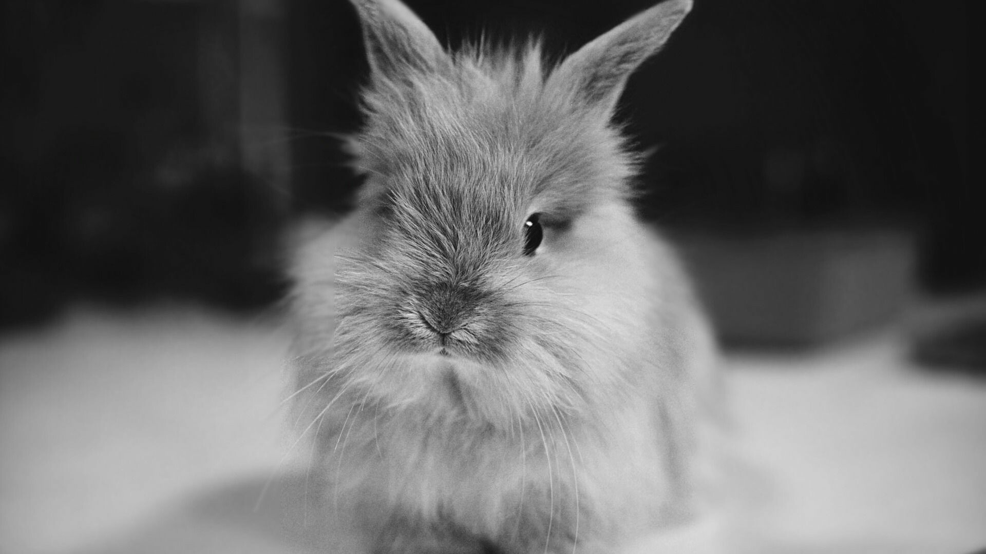 Rabbit Wallpaper