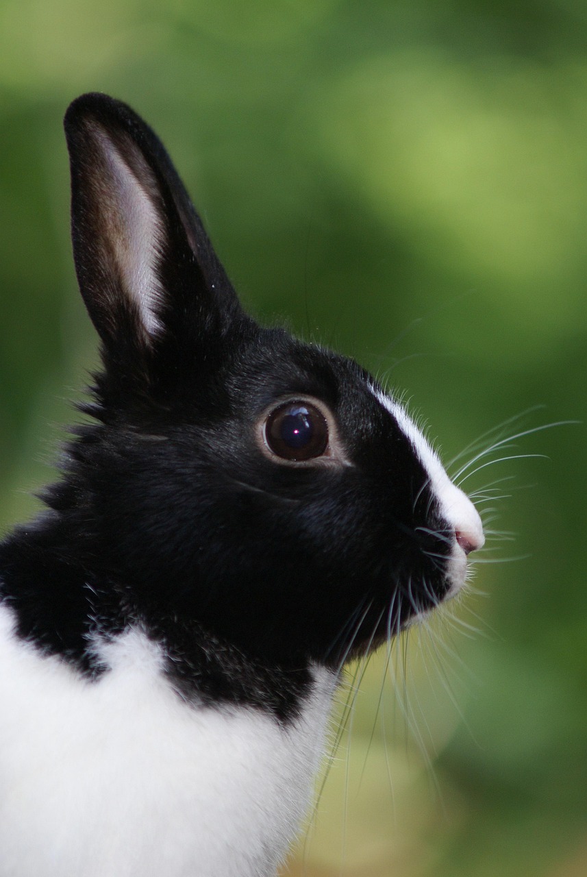 Rabbit Rabbits Portrait