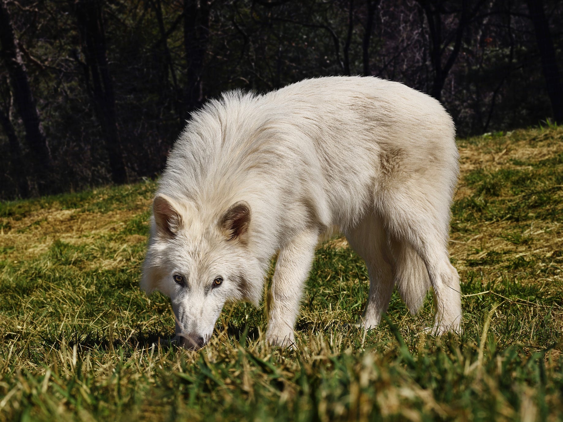 Dire wolves of 'Game of Thrones' fame