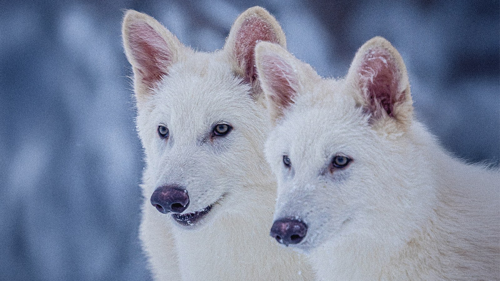 Scientists Warn Dire Wolf Could Bring