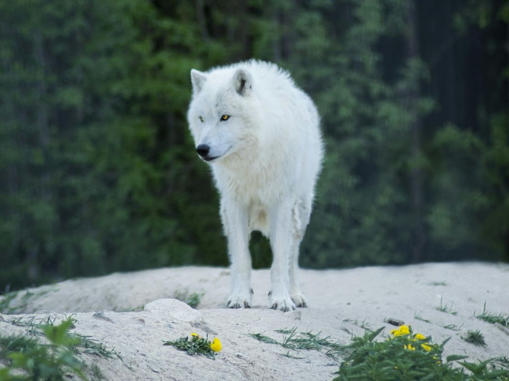 De Extinction With Birth Of Dire Wolves