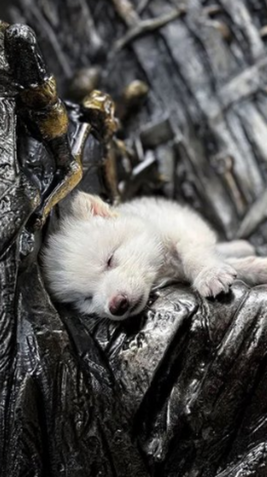 dire wolf puppies: Remus, Romulus