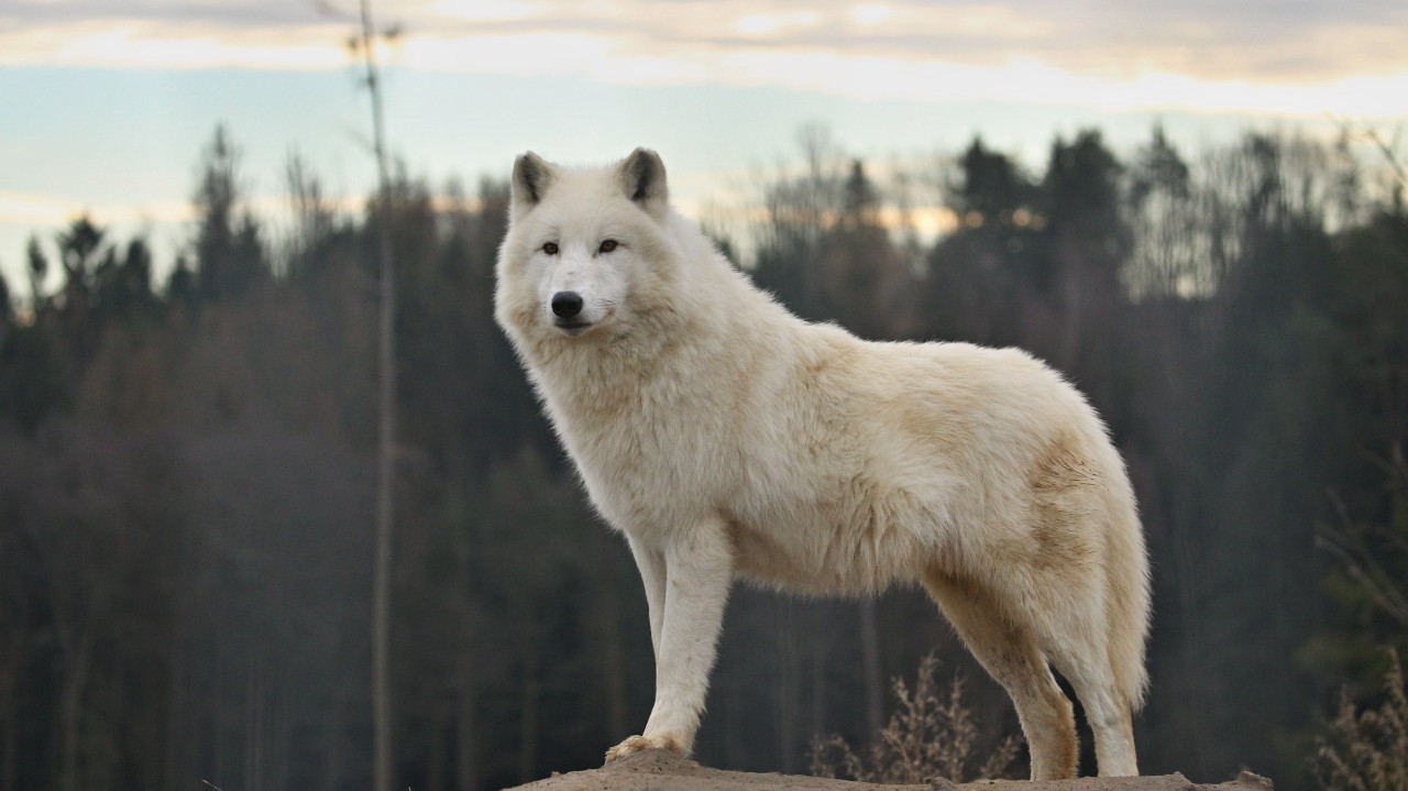 Animal Genetics Brought Back the Dire Wolf