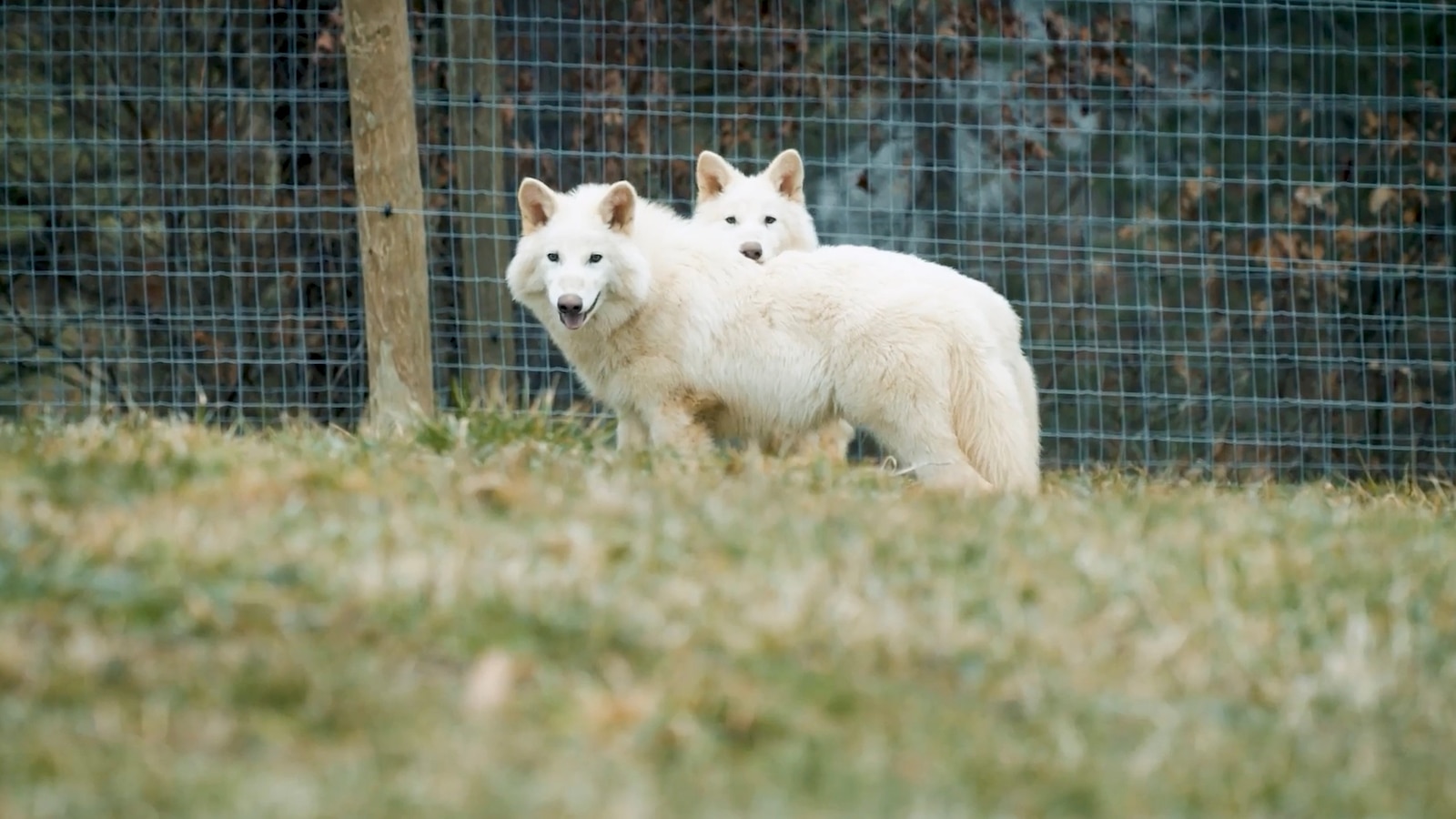 Dire wolf revived through biotech