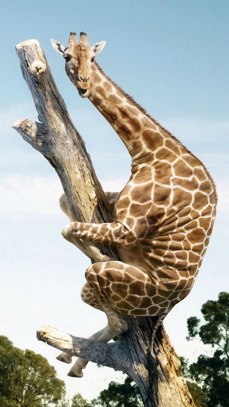 Wallpaper with Lovely Animals