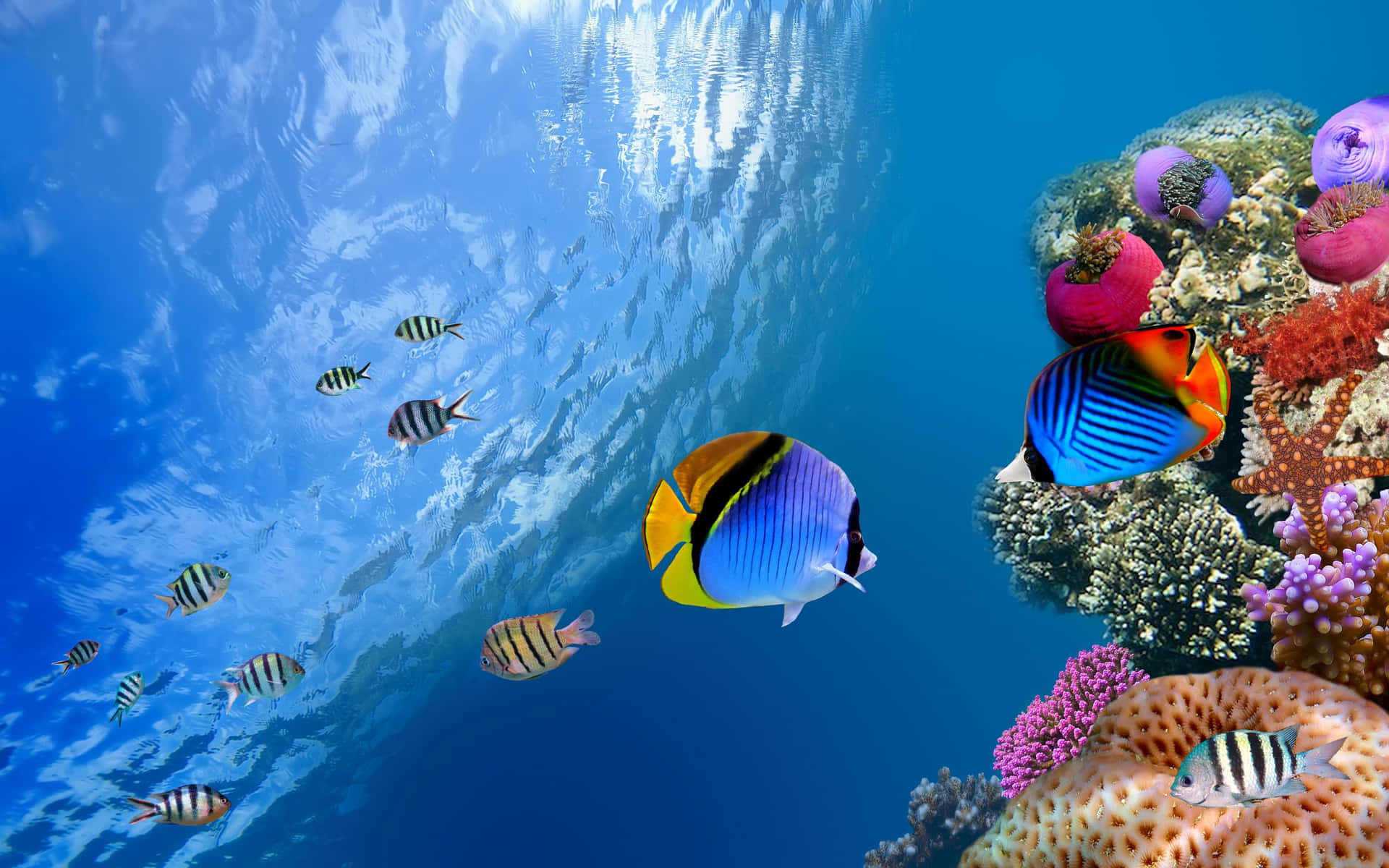 Download Colorful fish swimming