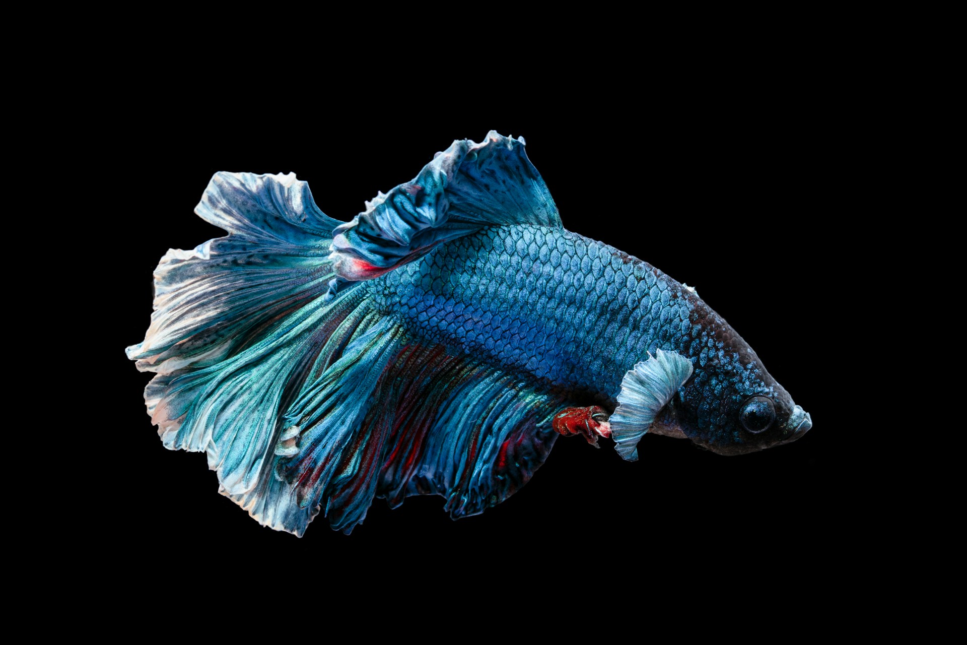 Blue Fish Wallpaper FREE