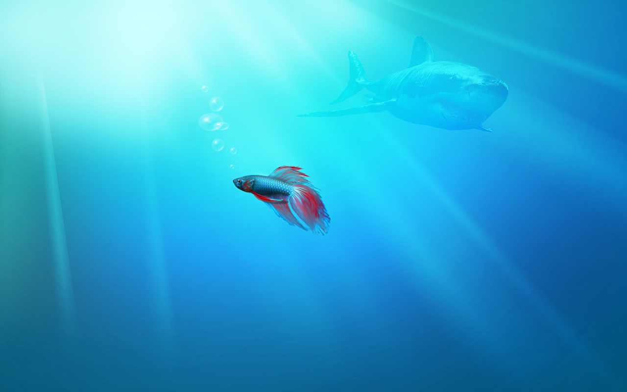 Desktop Wallpaper Fish Windows 7 Animals