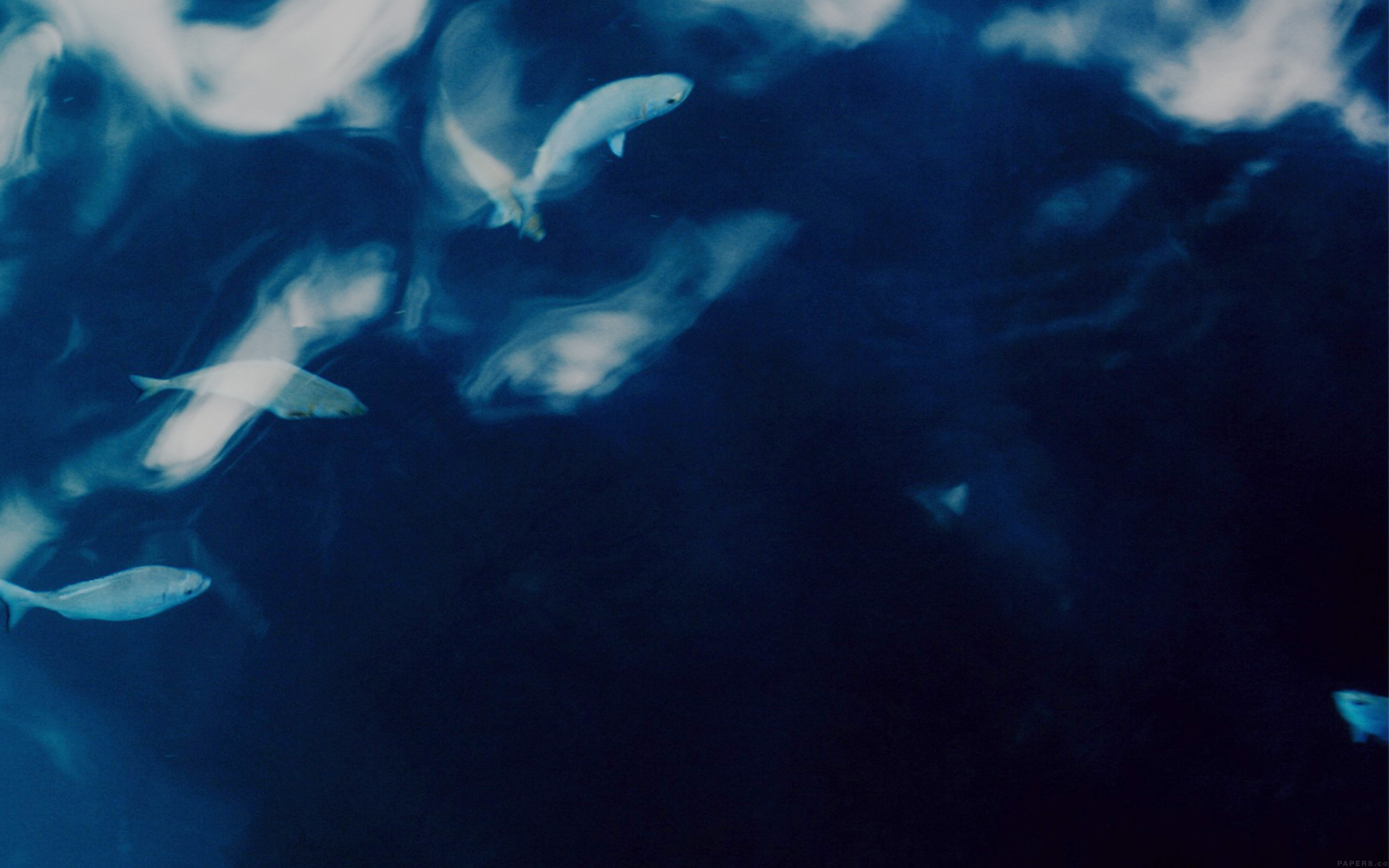 Water Lake Fish Nature Indigo Blue