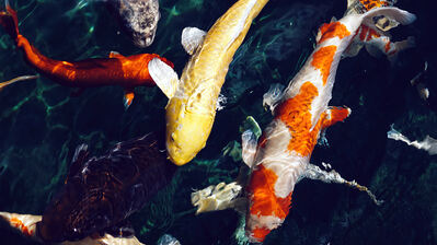 Koi Fish 4K Wallpaper iPhone HD Phone