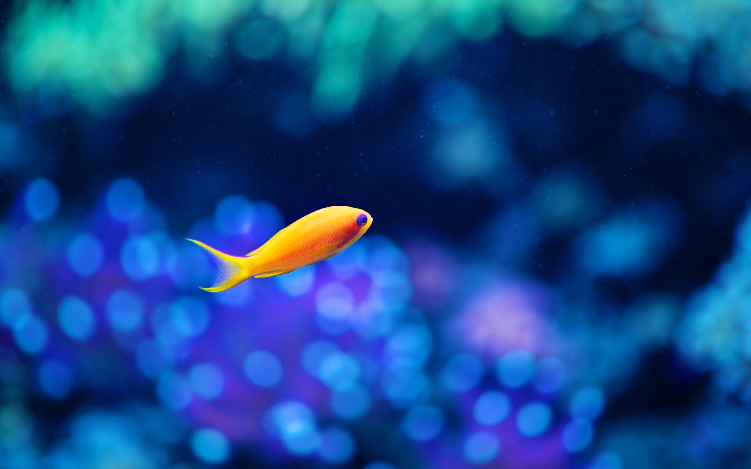small fish Desktop wallpaper 1920x1080