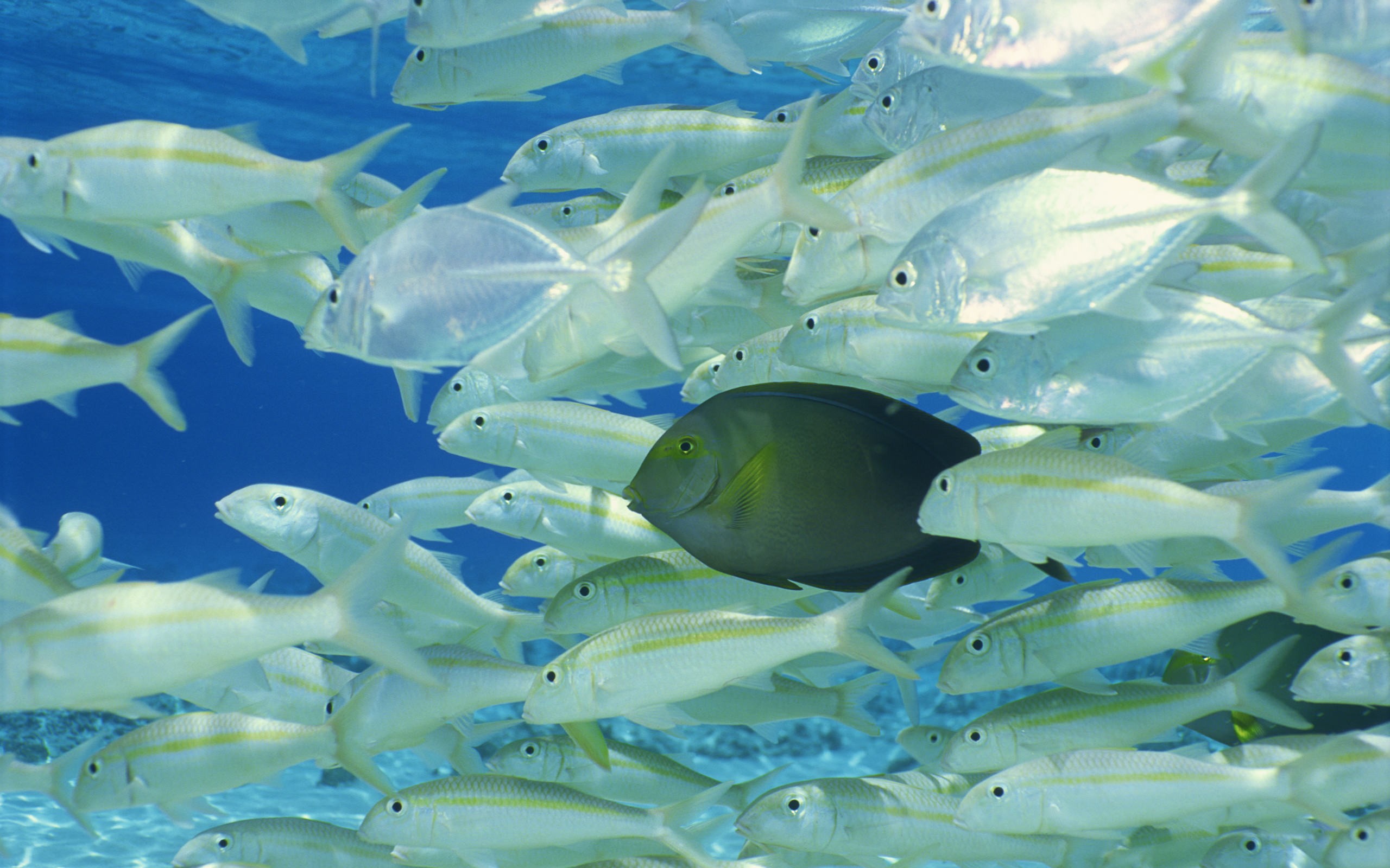 Fish School Fish Ocean Sea Underwater