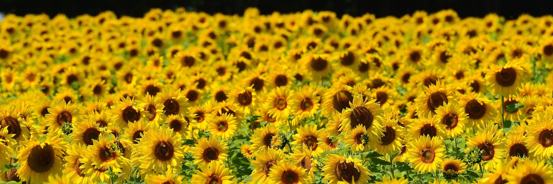 Wallpaper Fields Flowers Helianthus