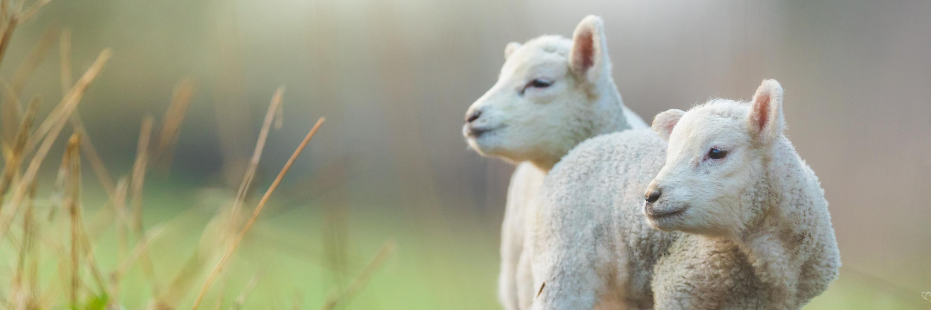 Be Their Voice PAWS in US