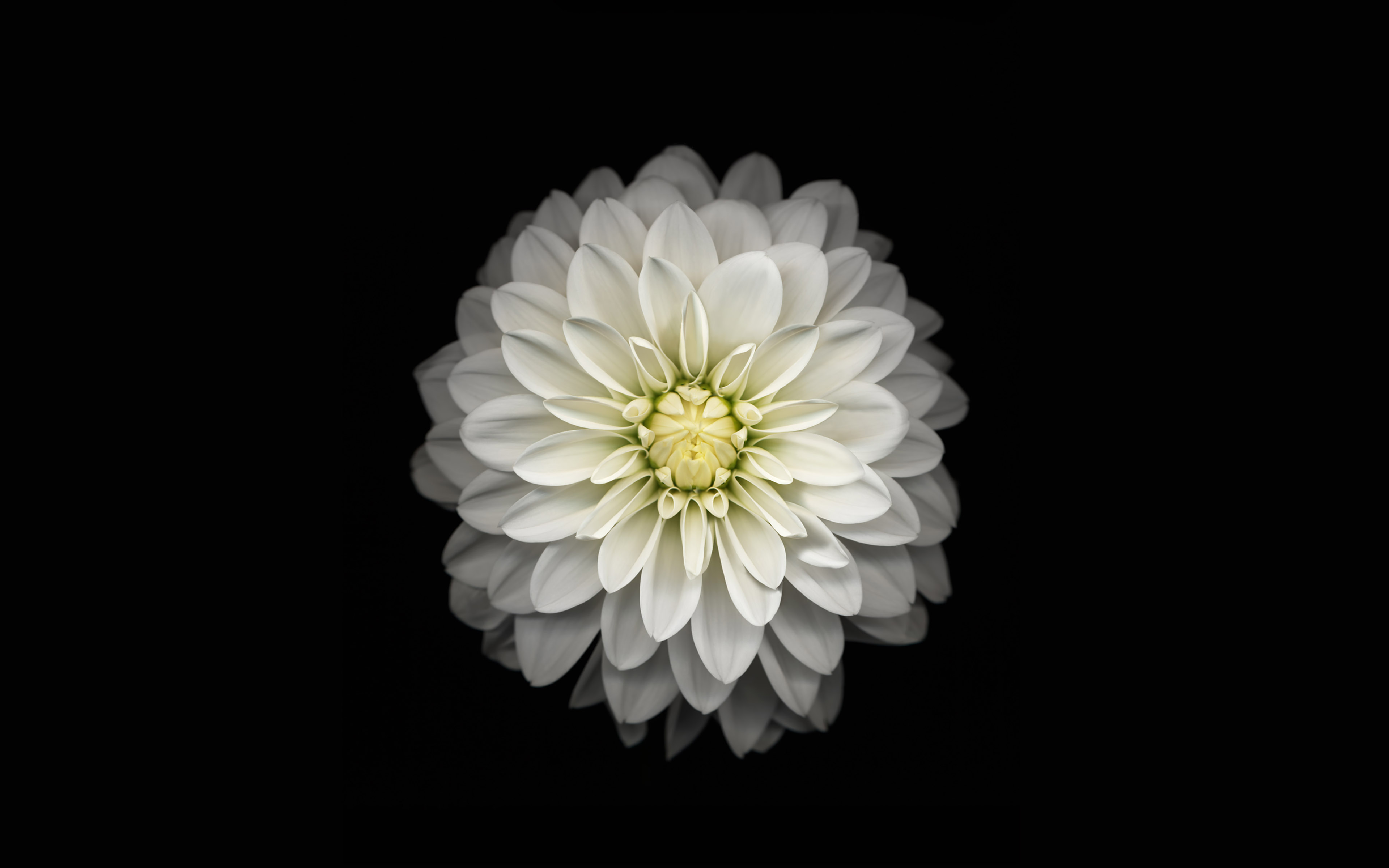 Wallpaper Apple Iphone6 Plus Ios8