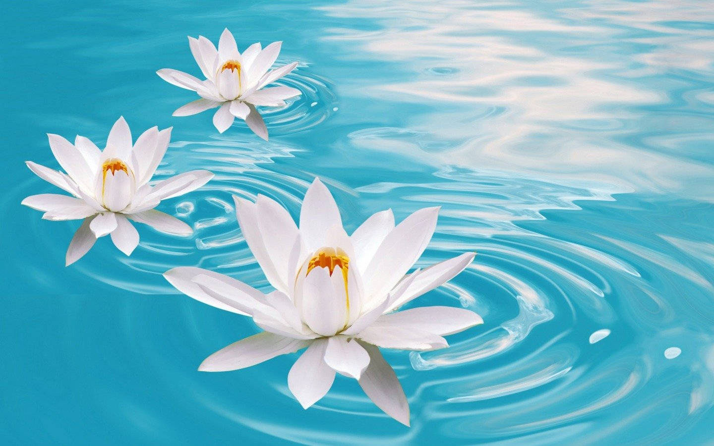 graceful Water Lily Blooming In Serene