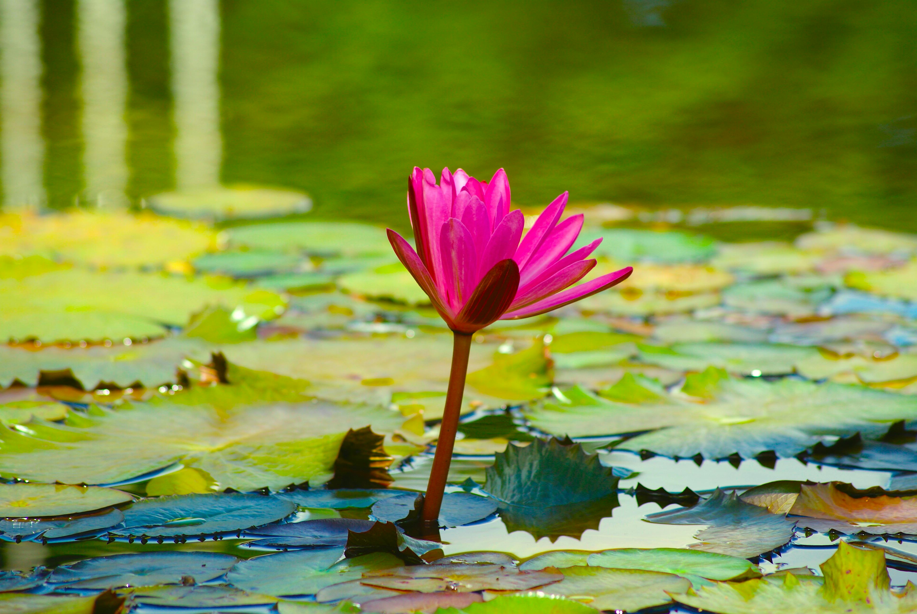 Pink Lotus Flower on Water · Free Stock