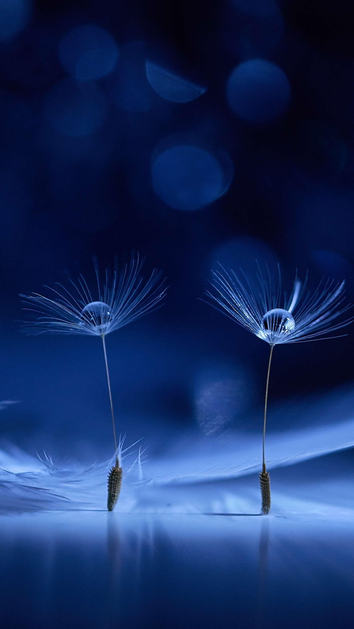 Dandelion flowers Wallpaper 4K, Water