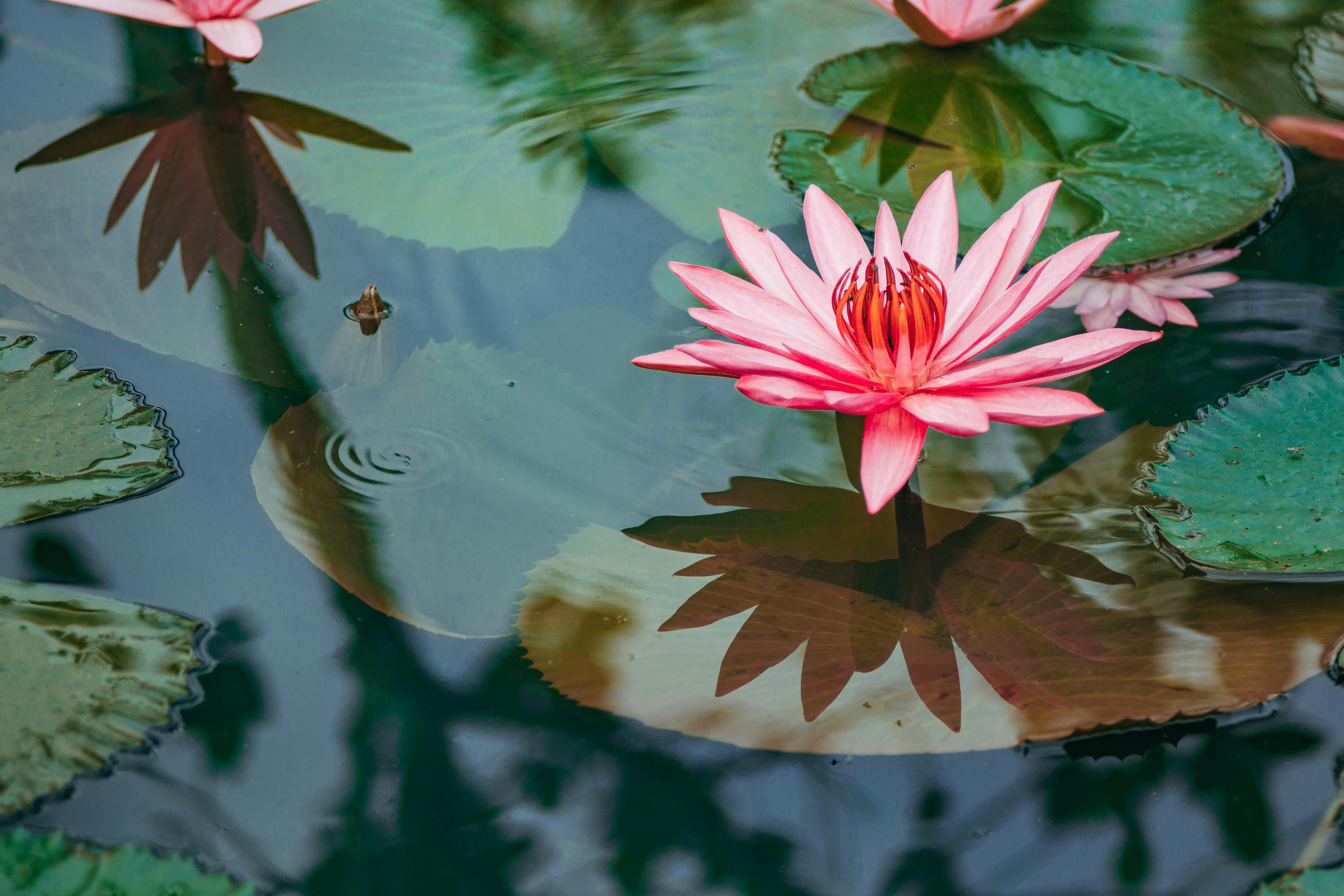 Pink Flower among Water Lilies · Free