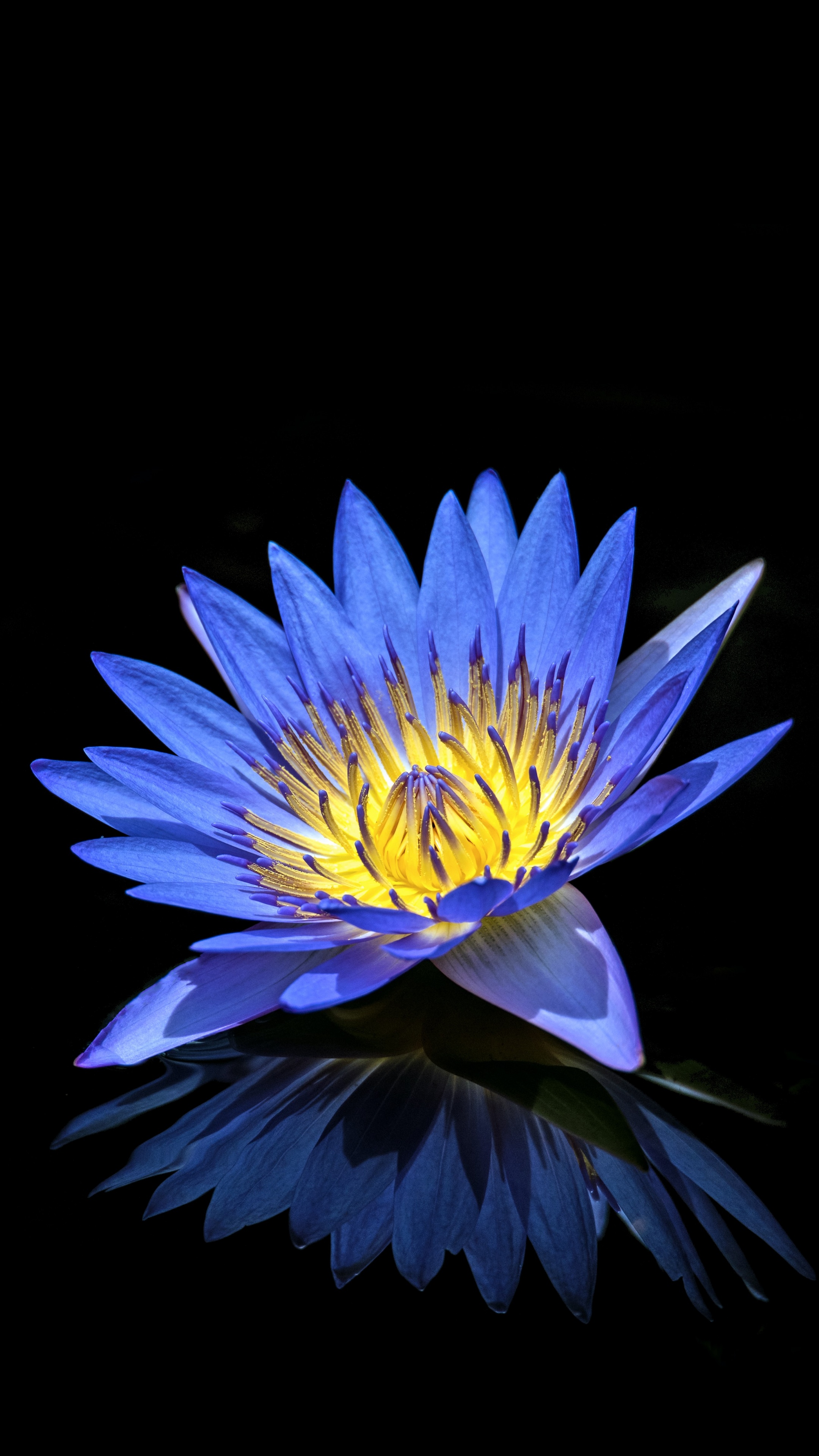 Water Lily Wallpaper 4K, Blue flower