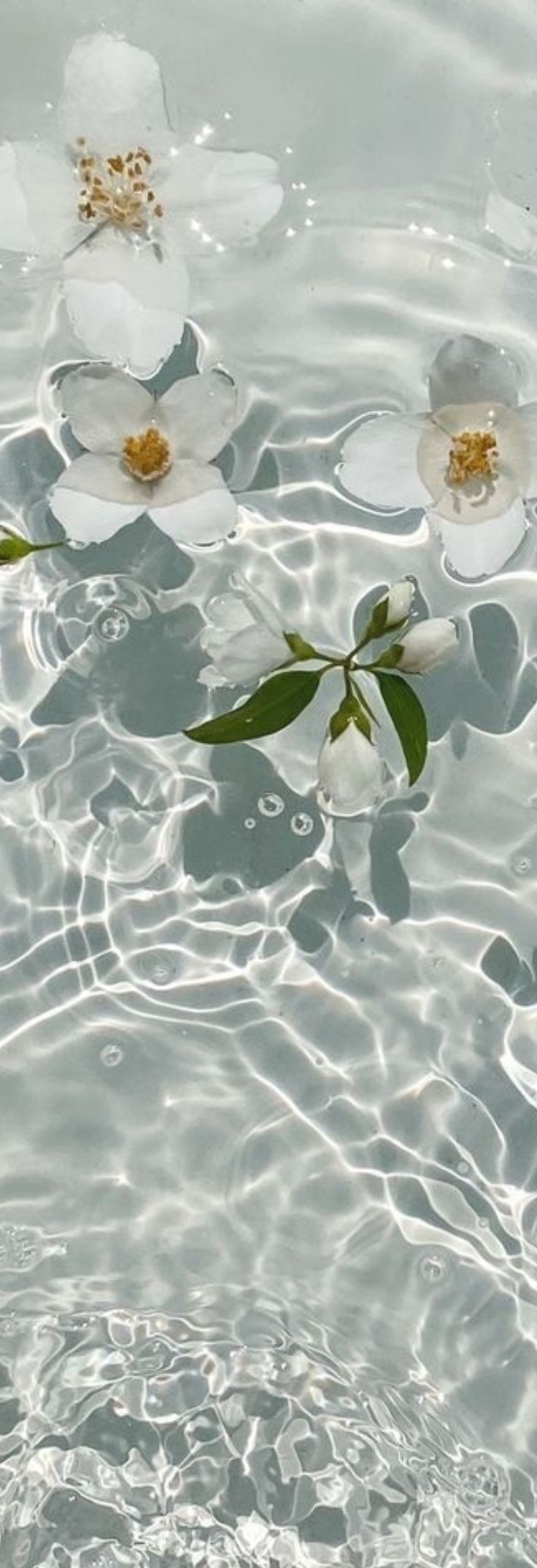 White Flowers Floating on Water