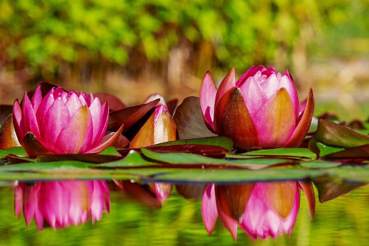 Water Lilies Flowers Pink photo