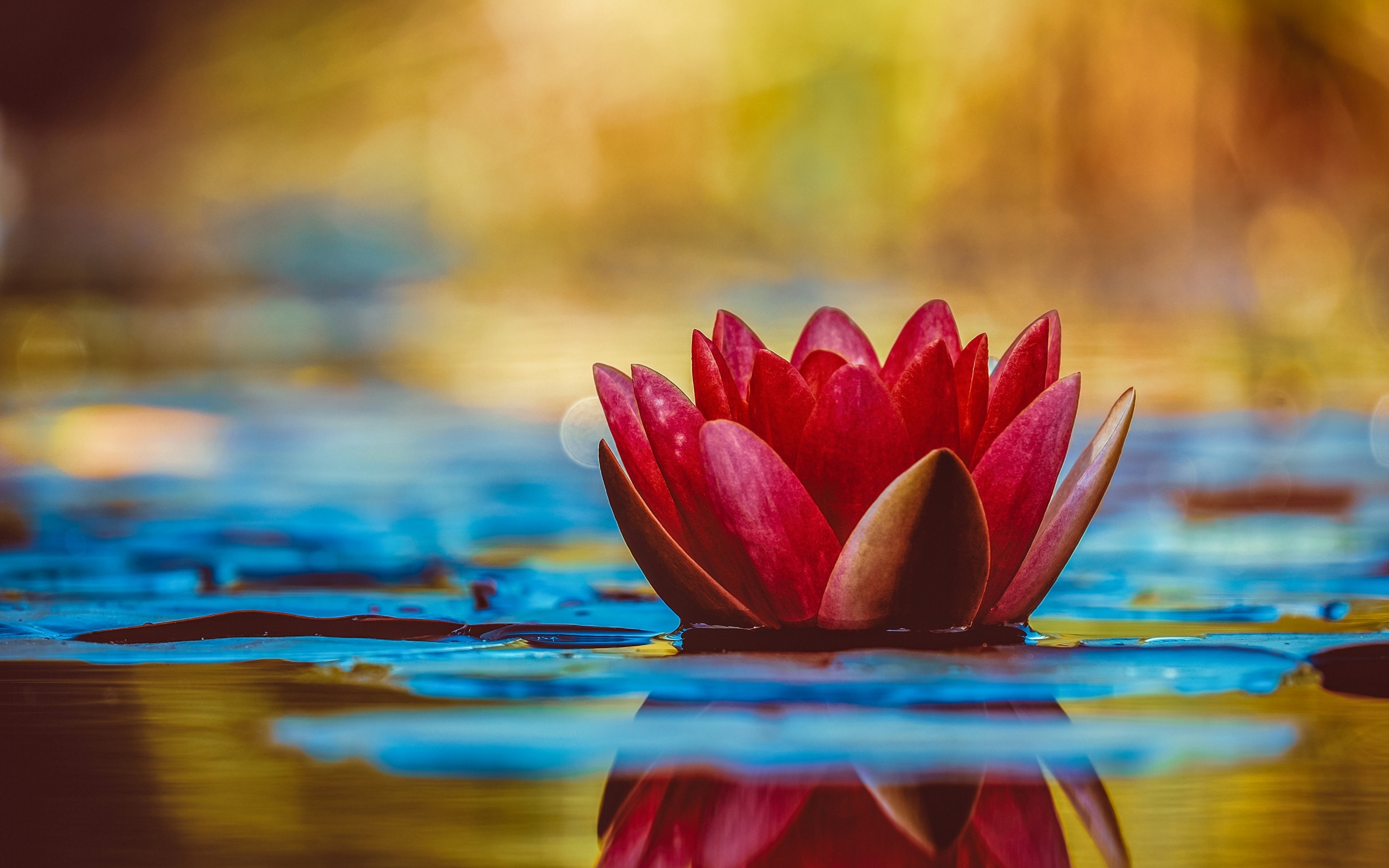 Water Lily Wallpaper 4K, Red flower