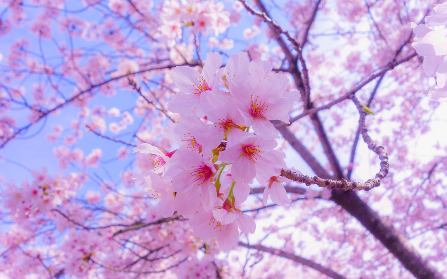 Download wallpaper 1440x900 sakura