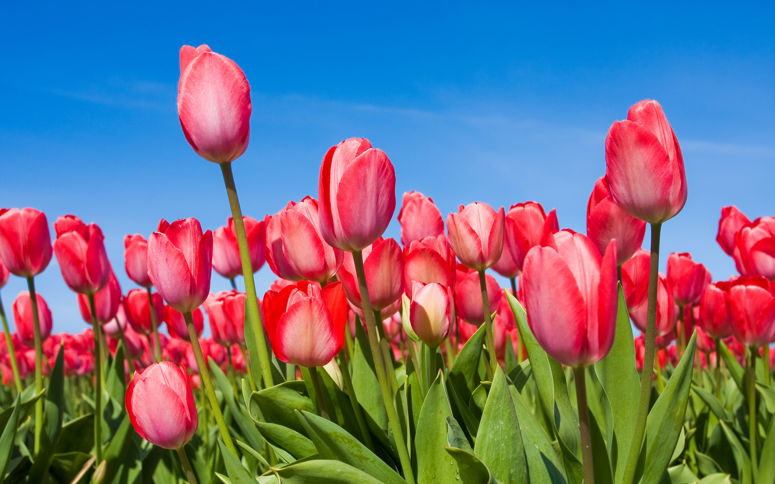 Pink tulips in spring Desktop wallpaper 1440x900