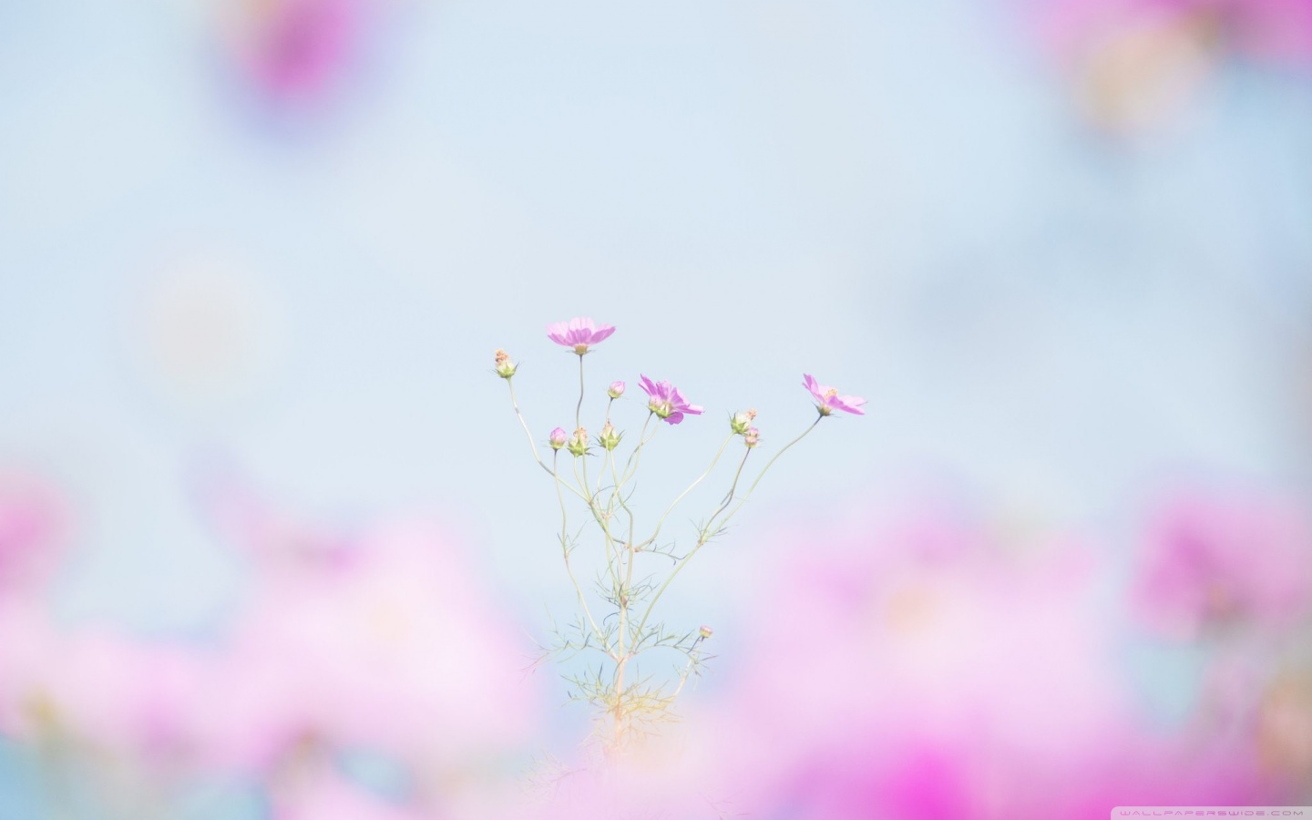 Spring Colors 4K UHD Wallpaper