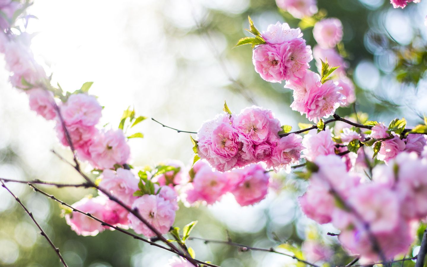 wallpaper 1440x900 flowers, pink