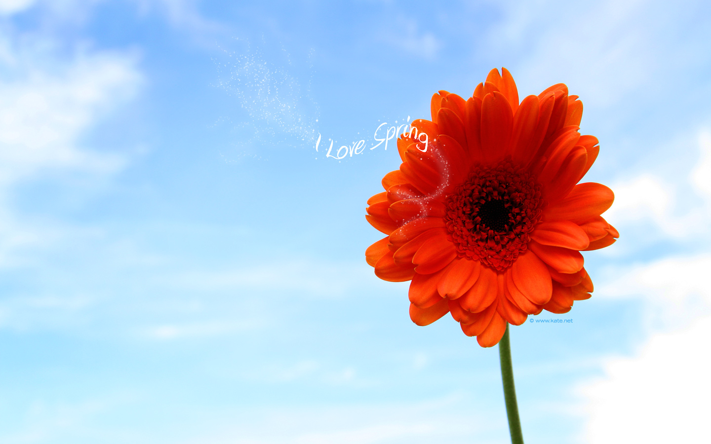 Spring Wallpaper by Kate.net