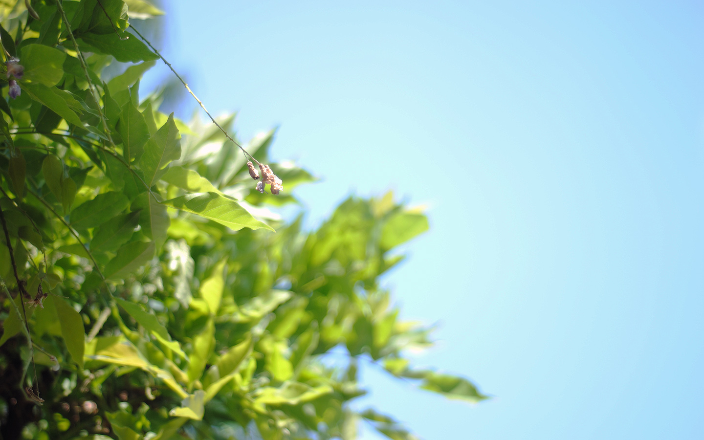 Nature Wallpaper Set 39