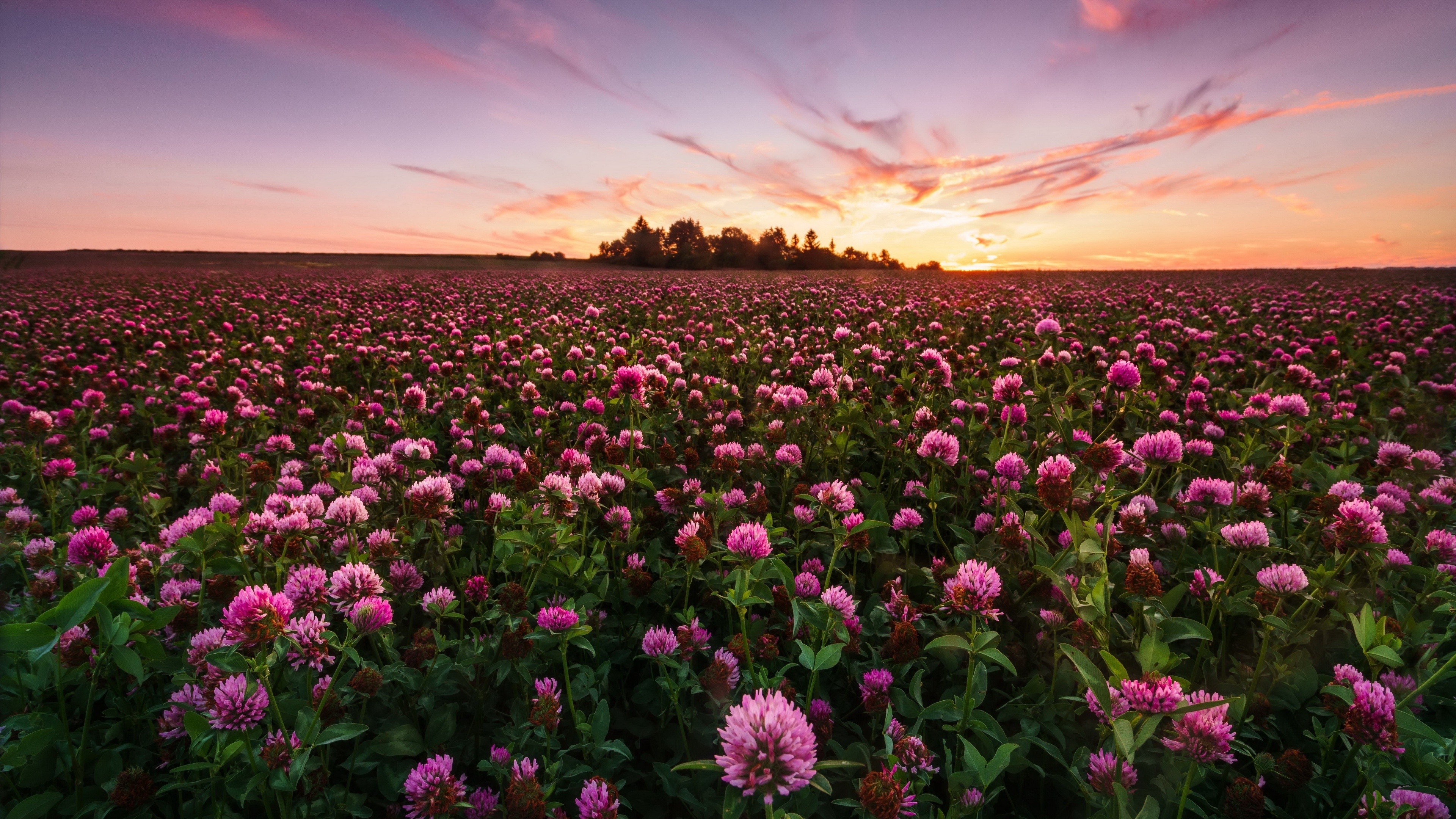 Flower Field Wallpaper