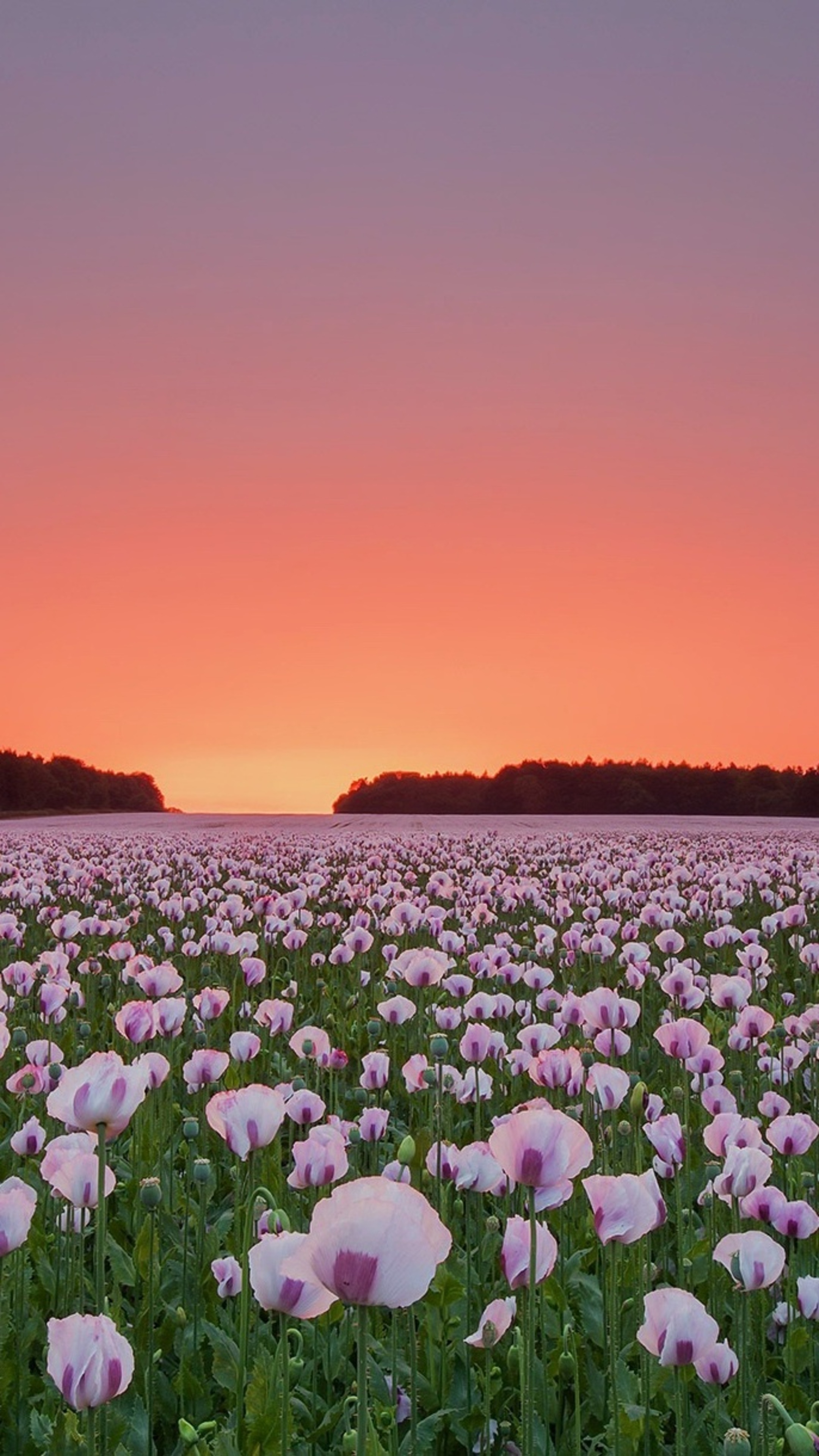 Flower Field Wallpaper