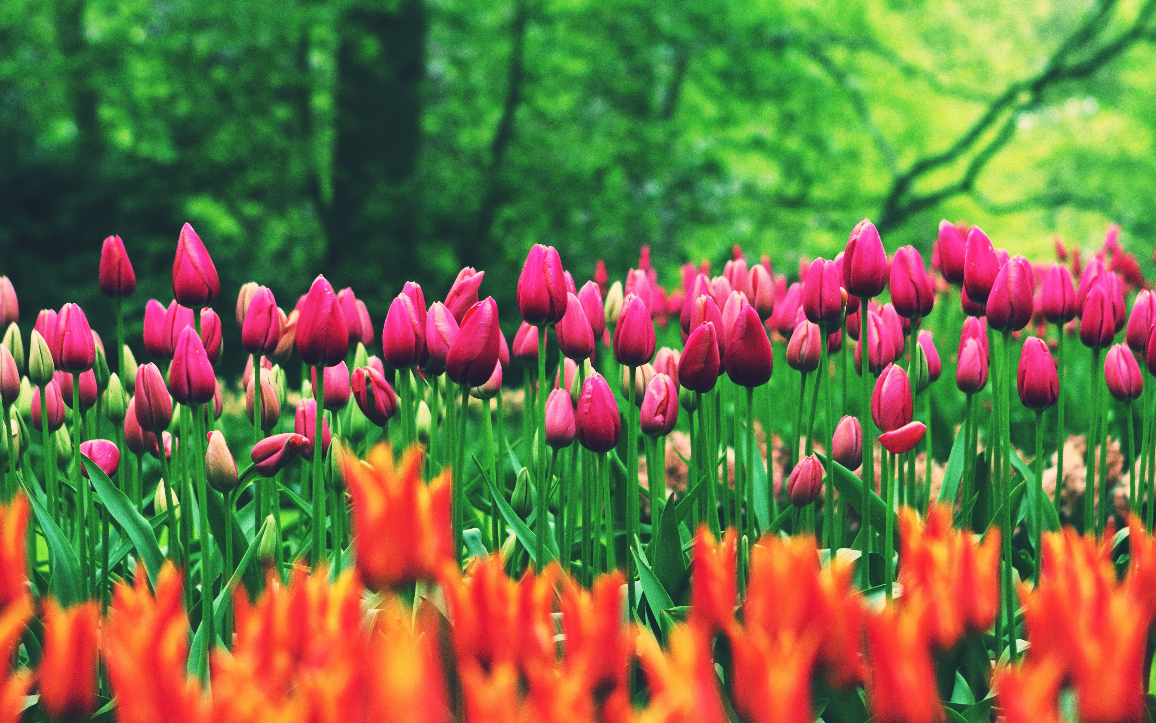 Flower Field Tulips 8K Wallpaper