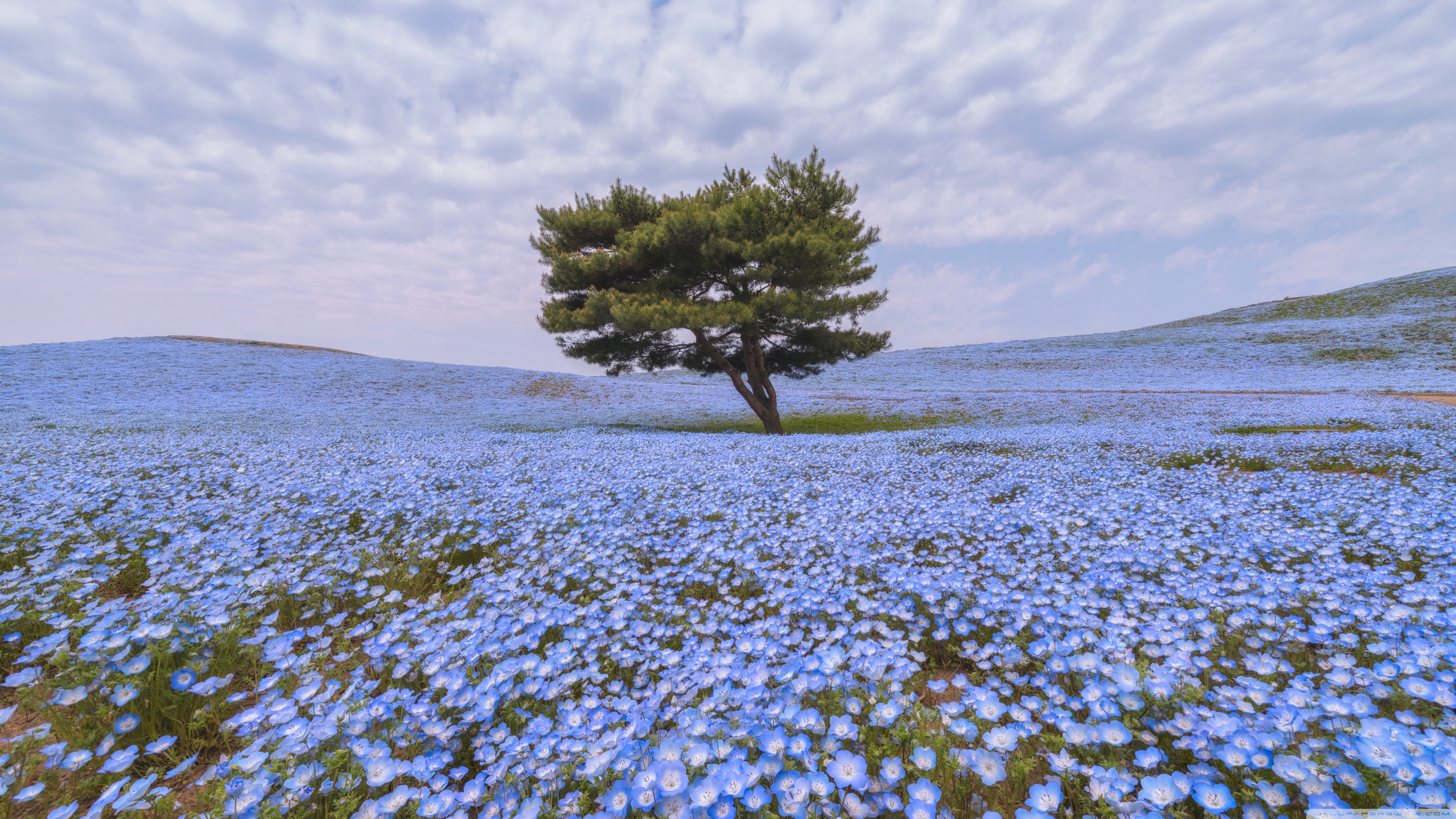 Nemophila Flower Field 4K UHD Wallpaper