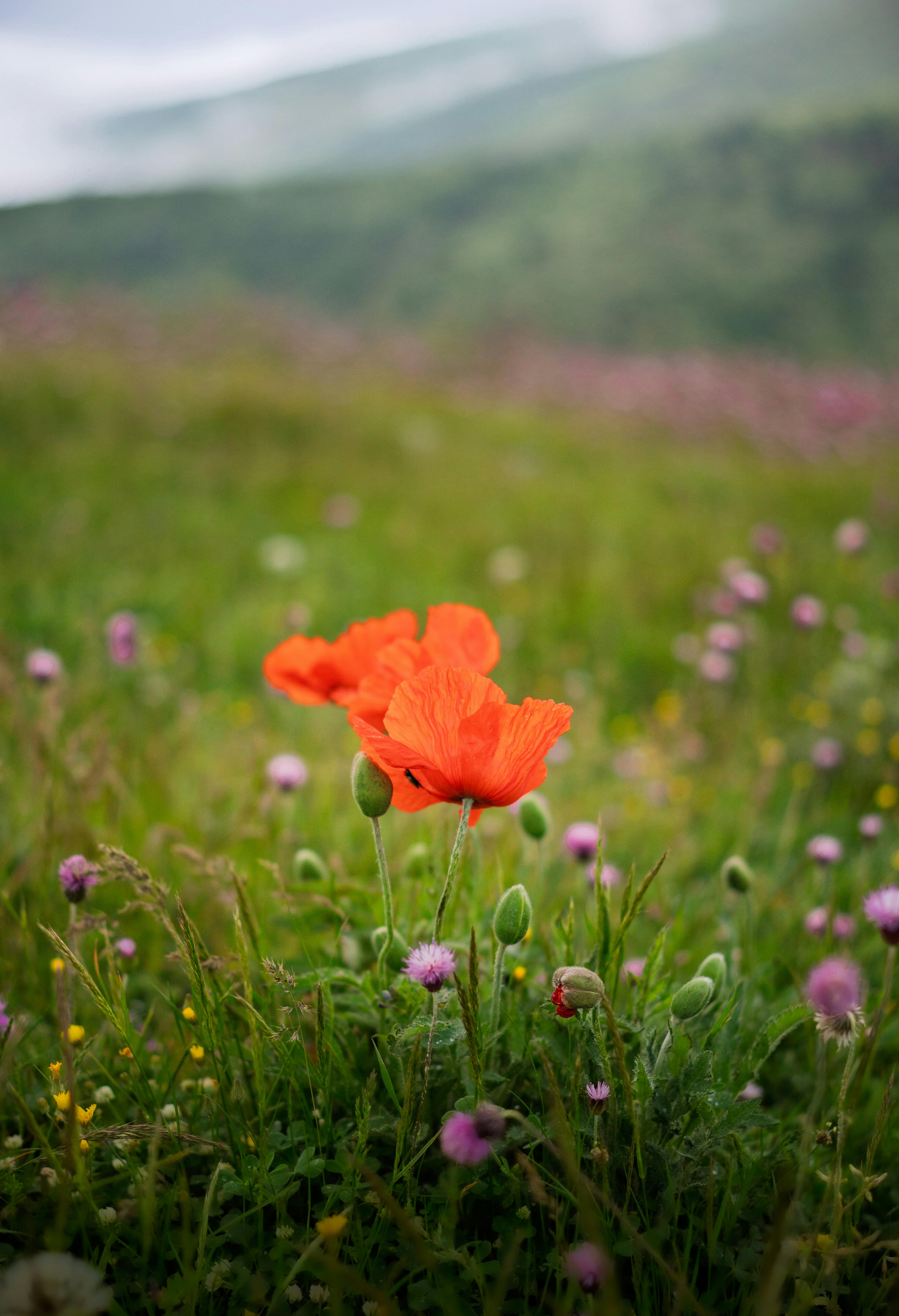 Red Yellow and Orange Flower Field