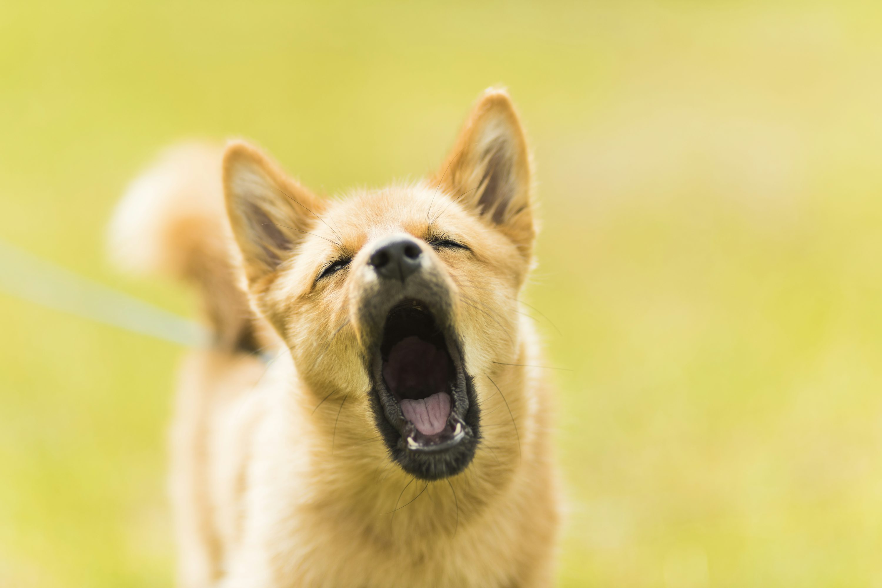Dog Barking Picture. Download