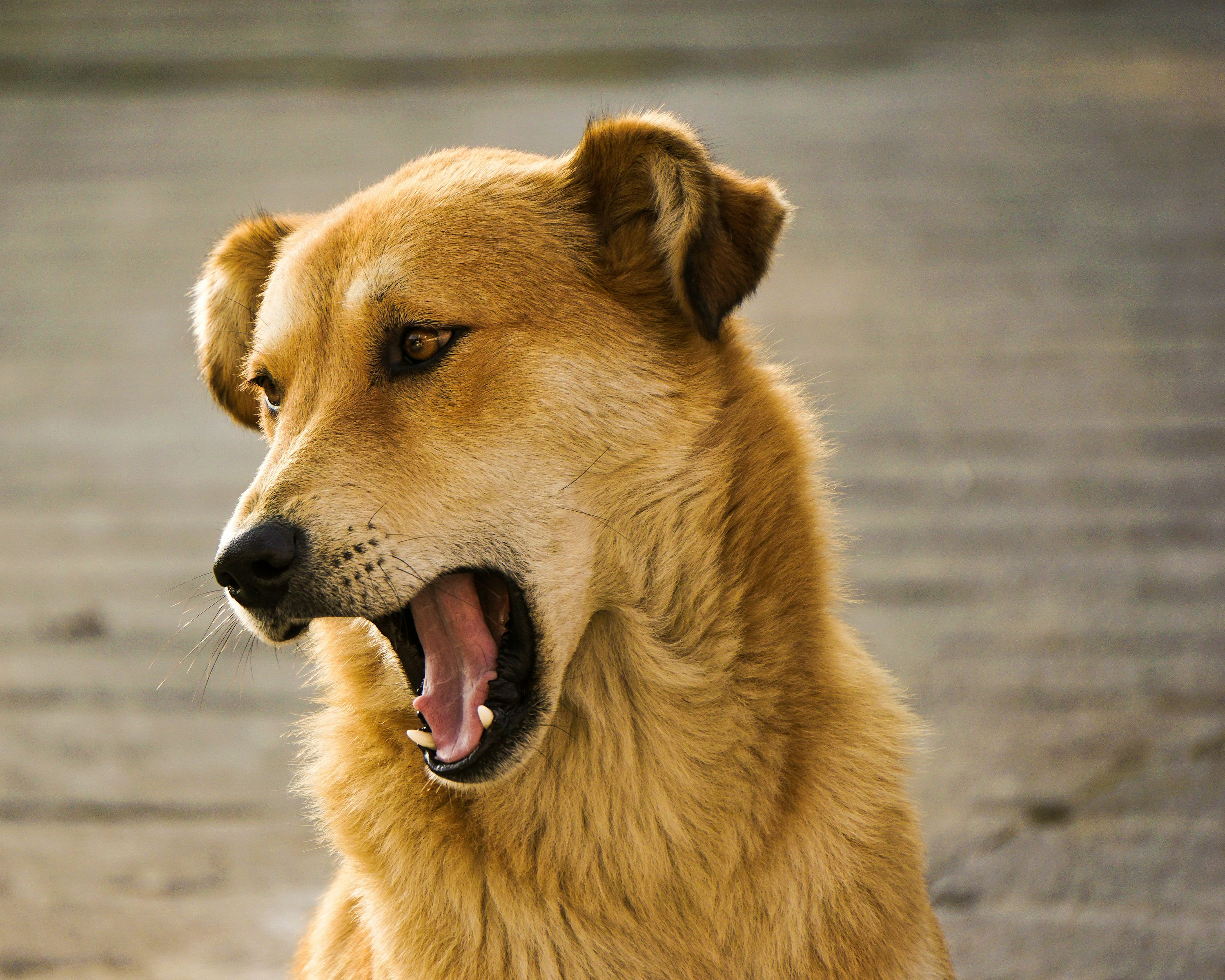 Dog Barking Picture. Download